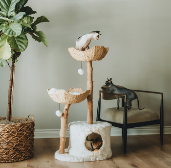 one cat on the top of a cat tree, one at the bottom, and a third nearby