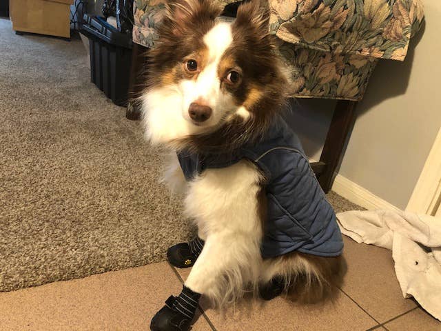 dog wears little booties with straps 