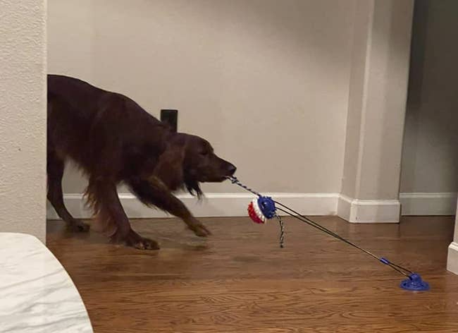 A reviewer's dog pulling on the toy that is suctioned to the ground