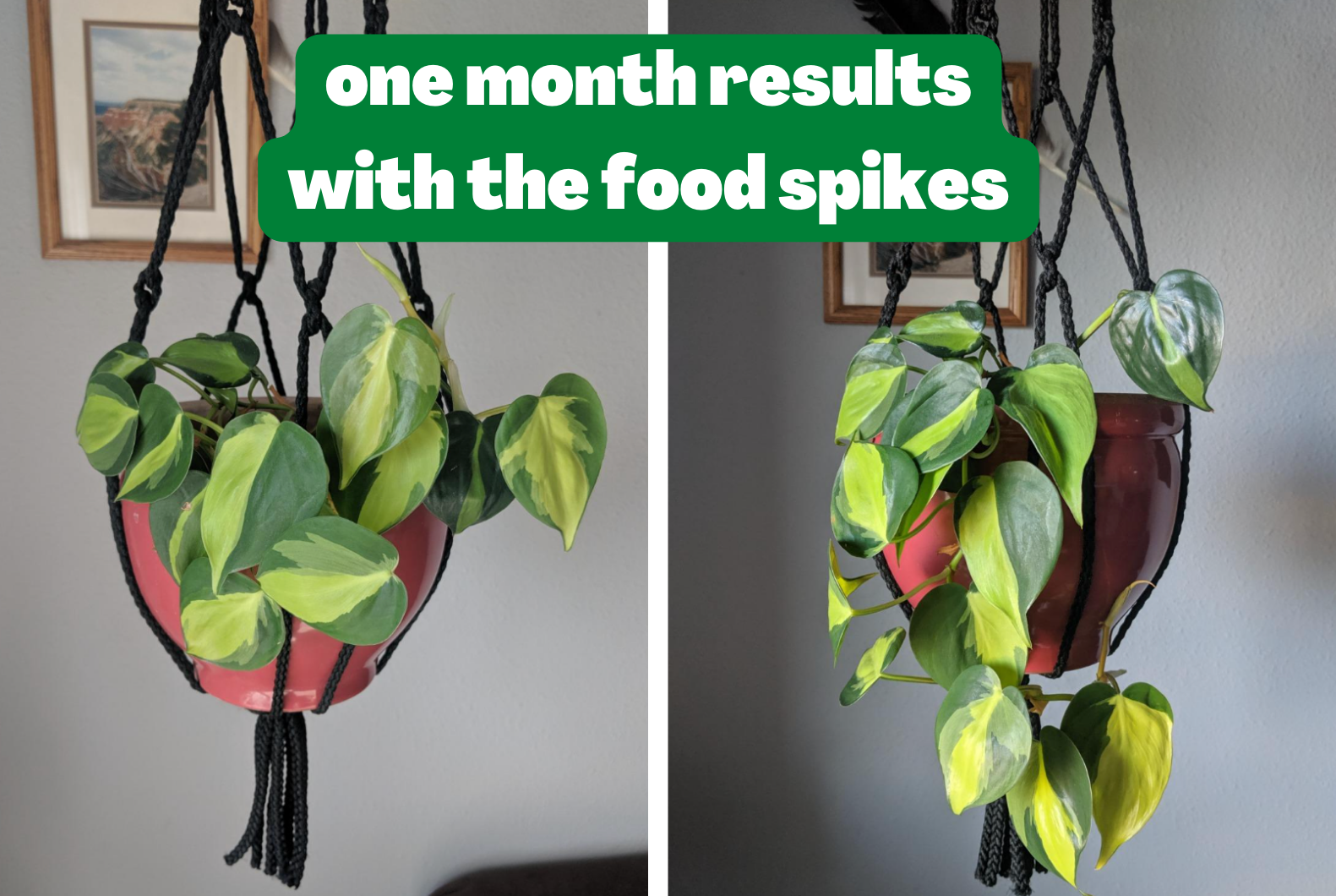 Reviewer progress photo of their plant after using the food spikes for a month