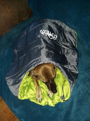 reviewer pic of a large dog in a sleeping bag