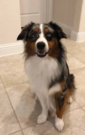Animal Pictures And Videos Adorably From Buzzfeed