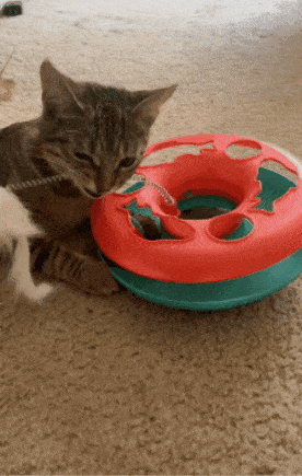 gif of another reviewer's cat playing with interactive cat toy