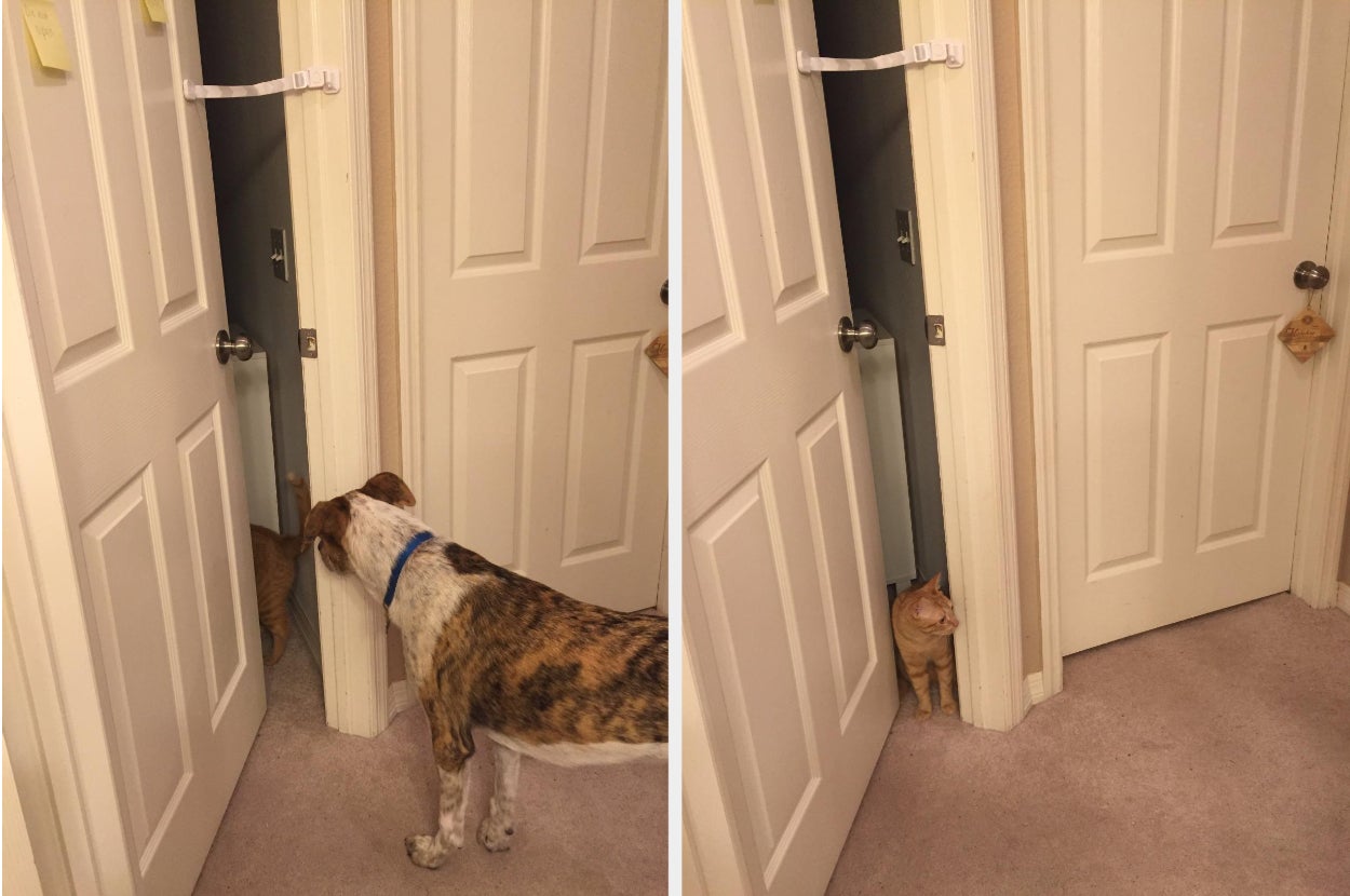 reviewer photos of the door buddy latch attached to a door and a cat inside a room, with a dog on the outside looking in but unable to enter