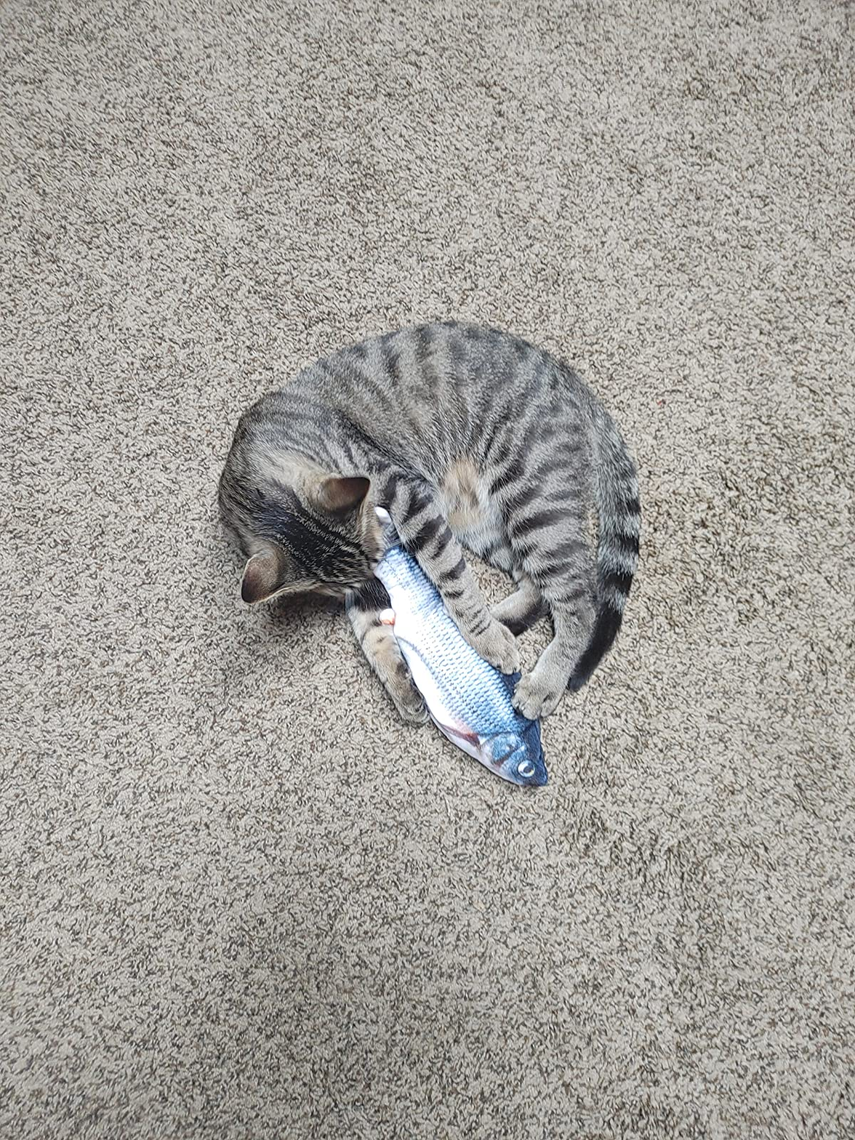 another feline  holding the food  by the mouth