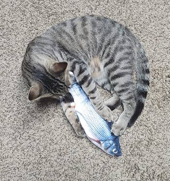 another cat holding the fish by the mouth