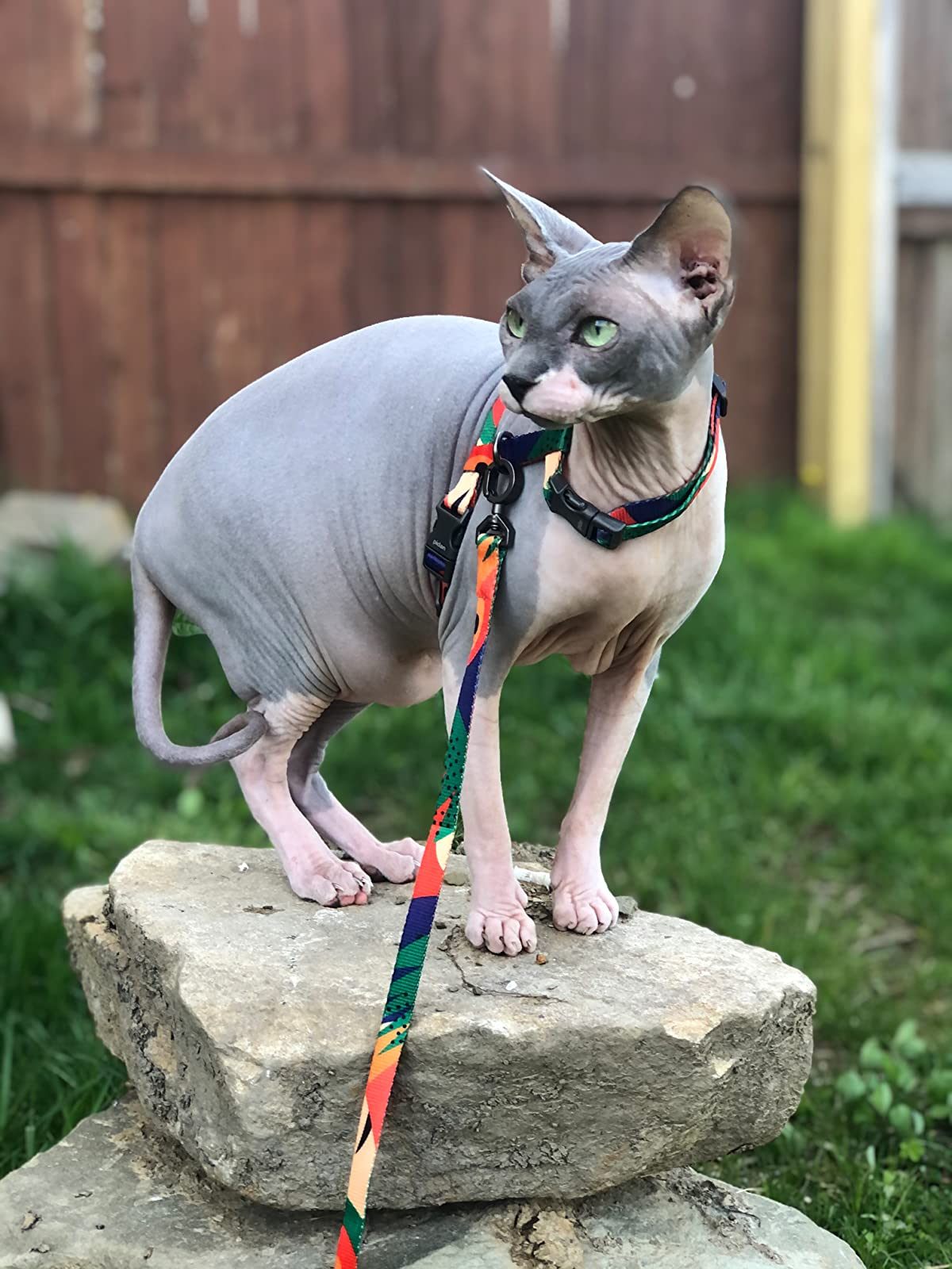 33 Best Cat Harnesses And Leashes Of 2026