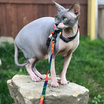 Reviewer image of sphinx cat sitting on a rock wearing a green, red, yellow, and orange harness clipped around neck and chest with matching leash attached
