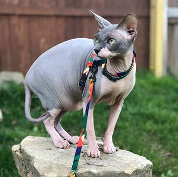 Reviewer image of sphinx cat sitting on a rock wearing a green, red, yellow, and orange harness clipped around neck and chest with matching leash attached