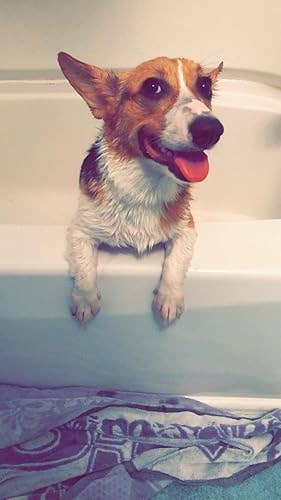 Corgi with bedewed  fur stands successful  a bathtub, looking blessed  and playful