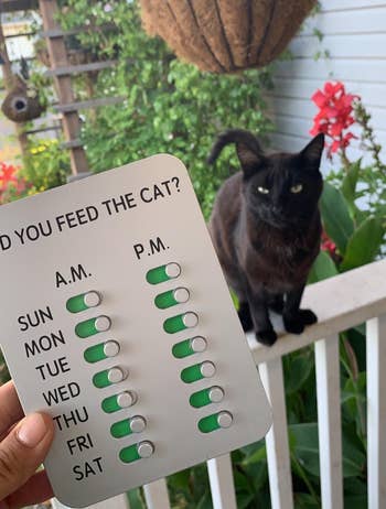 a reviewer holding up the cat version