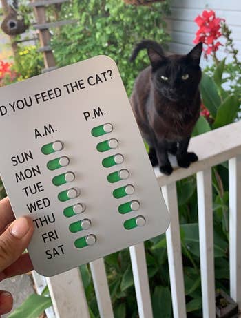 a reviewer holding up the cat version
