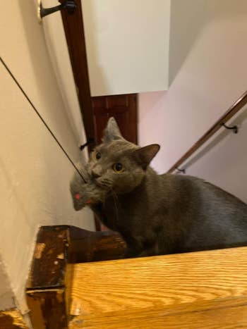 A cat sits on a staircase, looking upwards, with a mouse toy in its mouth