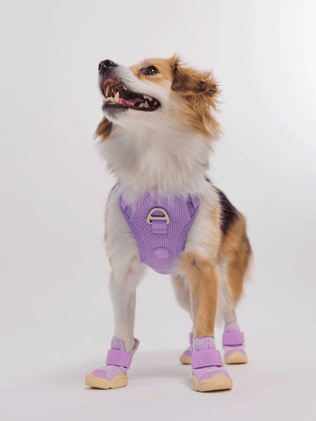 a dog wearing the purple shoes