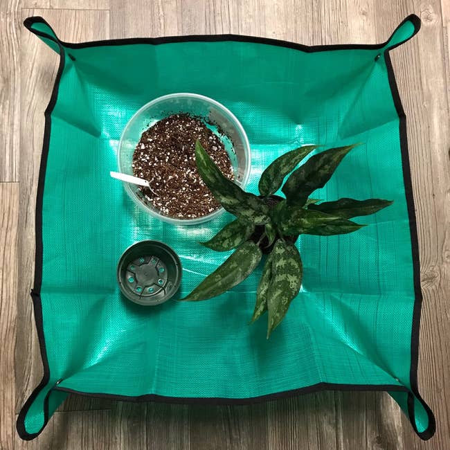 Reviewer's repotting mat is laid out on the floor with a plant on top of it