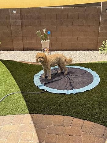 A canine  stands connected  a circular splash pad successful  a backyard with a ceramic  wall, plants, and a hose nearby