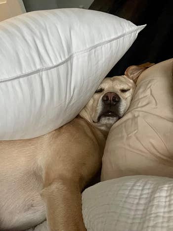 Dog sleeping comfortably betwixt  brushed  pillows