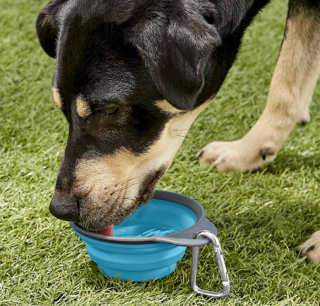 dog drinking from the bowl