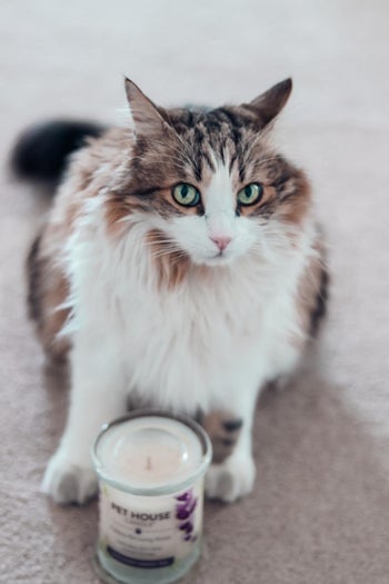 a reviewer's cat next to the scented candle jar