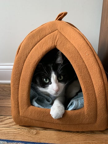 reviewer photo of kitty in orange cat igloo