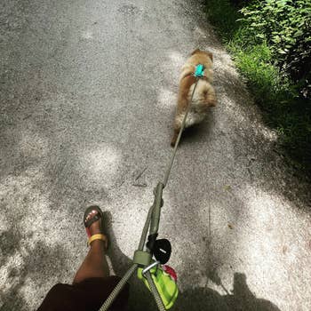 buzzfeeder walking chow chow puppy with green hands-free leash around waist