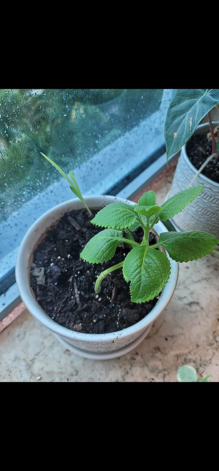 reviewer image of a plant budding