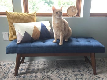 reviewer photo of orange cat sitting on navy blue upholstered bench