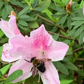 closeup of a bee connected  a pinkish  flower