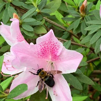 closeup of a bee on a pink flower
