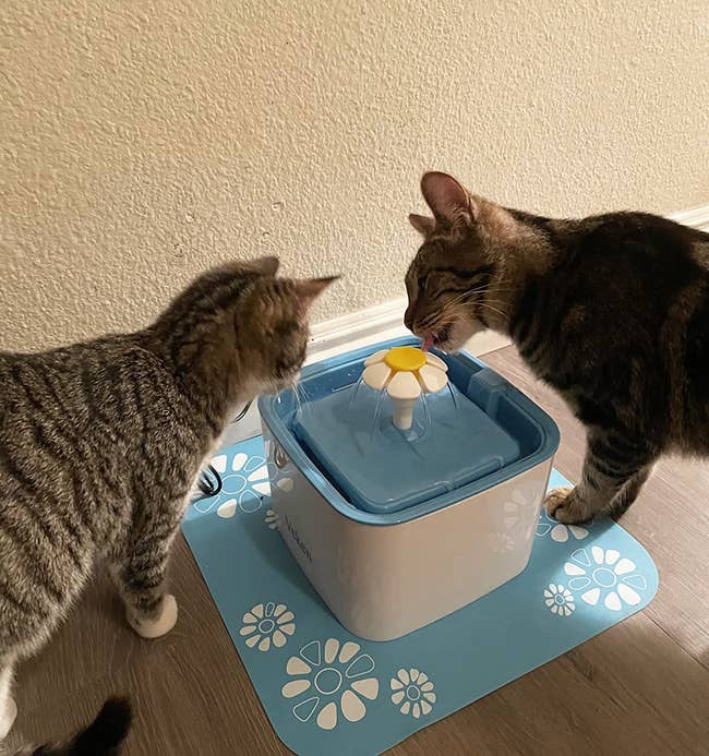 a cat drinking out of the automatic water fountain while another watches