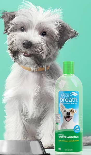 Cute dog with a metal bowl beside a bottle of dog dental water additive for fresh breath, labeled for 60 days of use