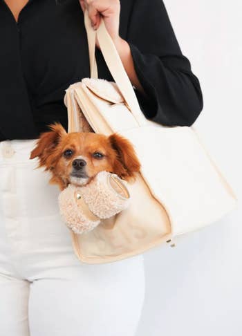 dog with head popping out of everyday pet tote