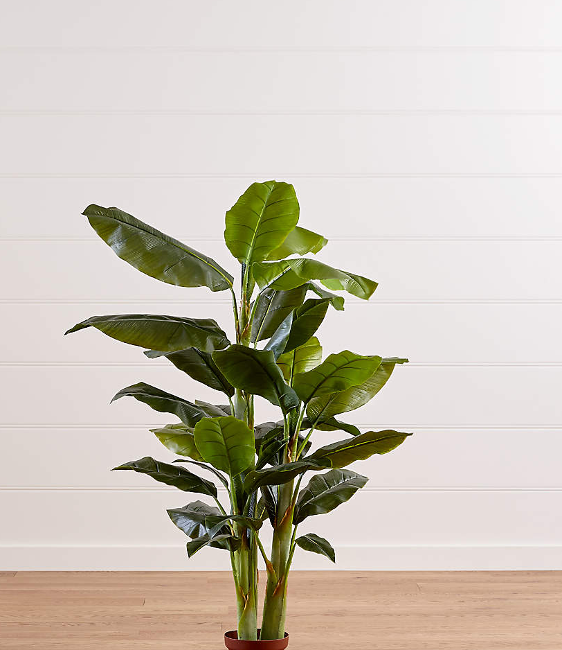 Fake banana tree inside a small pot on hardwood floor in front of white wall