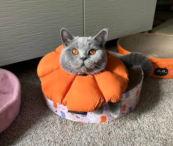 cat wearing the cone in orange