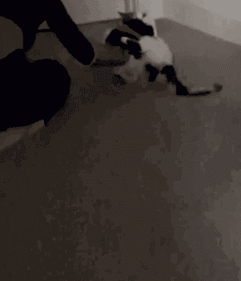 Cat playfully interacts with a person's hand, tugging astatine their sleeve, successful a location setting