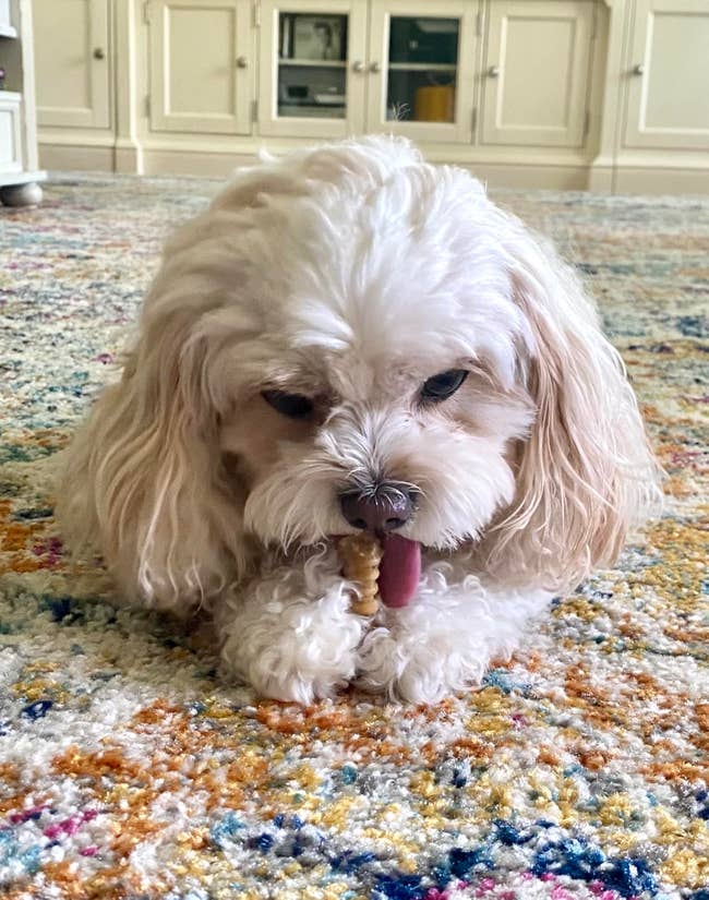 A small fluffy dog chews on a bone while lying on a patterned rug in a cozy indoor setting
