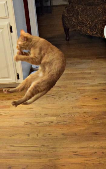 a cat leaping in the air after the cat dancer toy
