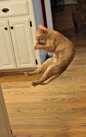 a cat leaping in the air after the cat dancer toy
