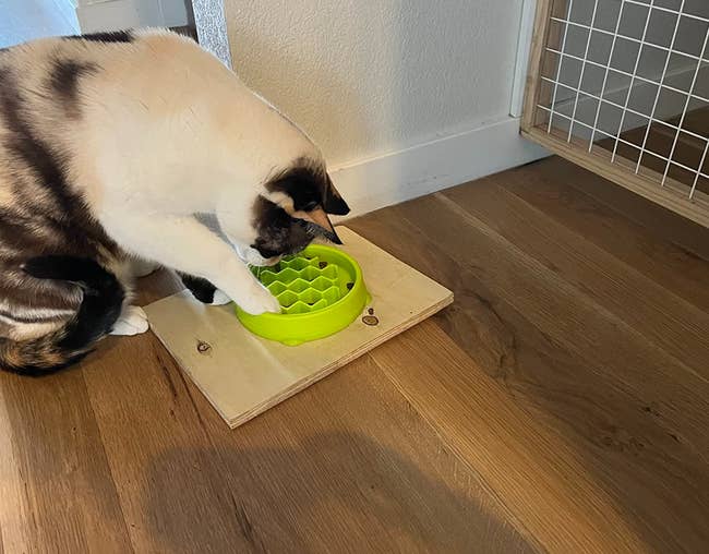 reviewer's cat trying to get the very last bite of food from the bottom of the bowl