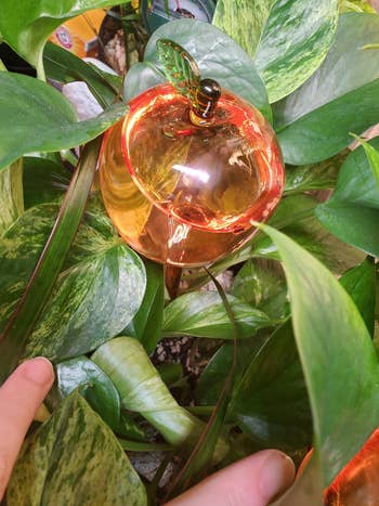 Glass apple-shaped decor nestled among greenish  leaves successful  a plant