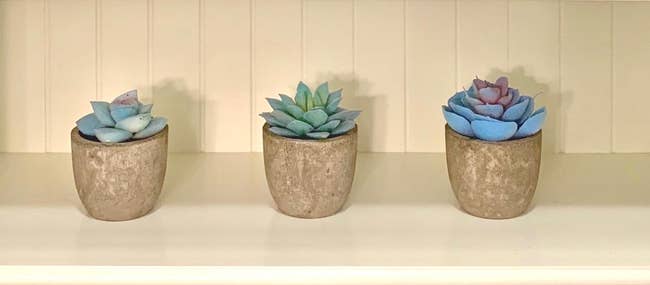 Reviewer image of three blue succulents on a white shelf