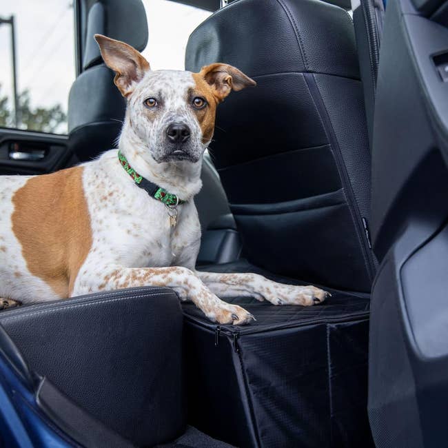 Dog sitting in the back row of a vehicle, resting its paws on the seat extender