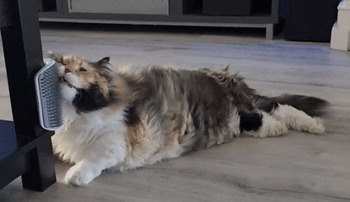 Reviewer's long hair calico cat laying on the ground rubbing it's face on the scratcher
