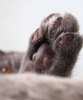 photo of cat's paw with paw butter on it