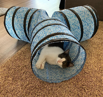 reviewer's cat in the tunnel