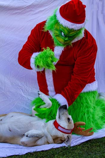 reviewer's dog wearing single antler and posing with grinch model