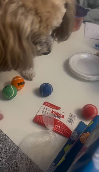 A canine sniffs astatine a array with Kong artifact packaging and balls, apt buying for favored toys