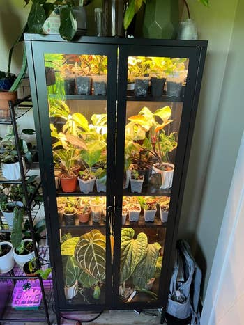 A black glass-front cabinet filled with various potted plants, illuminated by grow lights, with additional plants on a shelf next to it