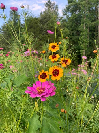 another reviewer photo showing close up of garden with sunflowers and pink zinnias
