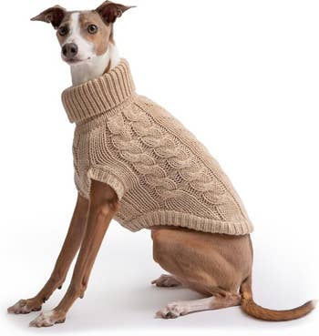 italian greyhound in tan sweater